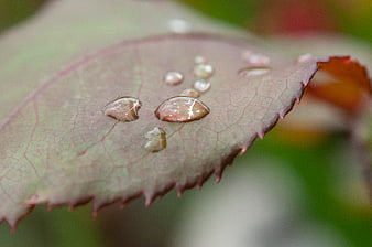 Macro shot of water droplets on a serrated rose leaf
