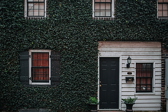 Ivy-covered brick house facade with black door and windows