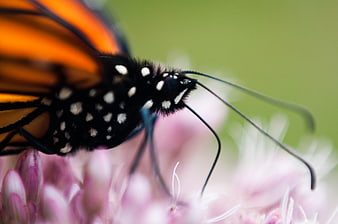 Close-up of Monarch Butterfly on Pink Flower