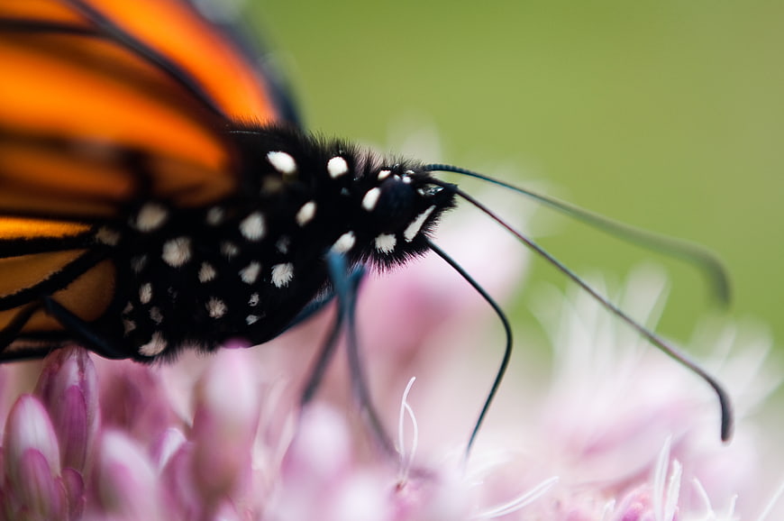 Close-up of Monarch Butterfly on Pink Flower
