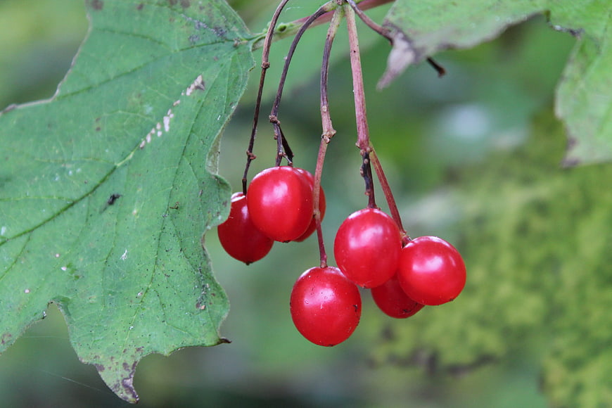 Close-up of vibrant red berries hanging on a branch