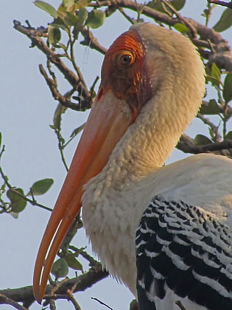 Close-up portrait of a Painted Stork in a tree