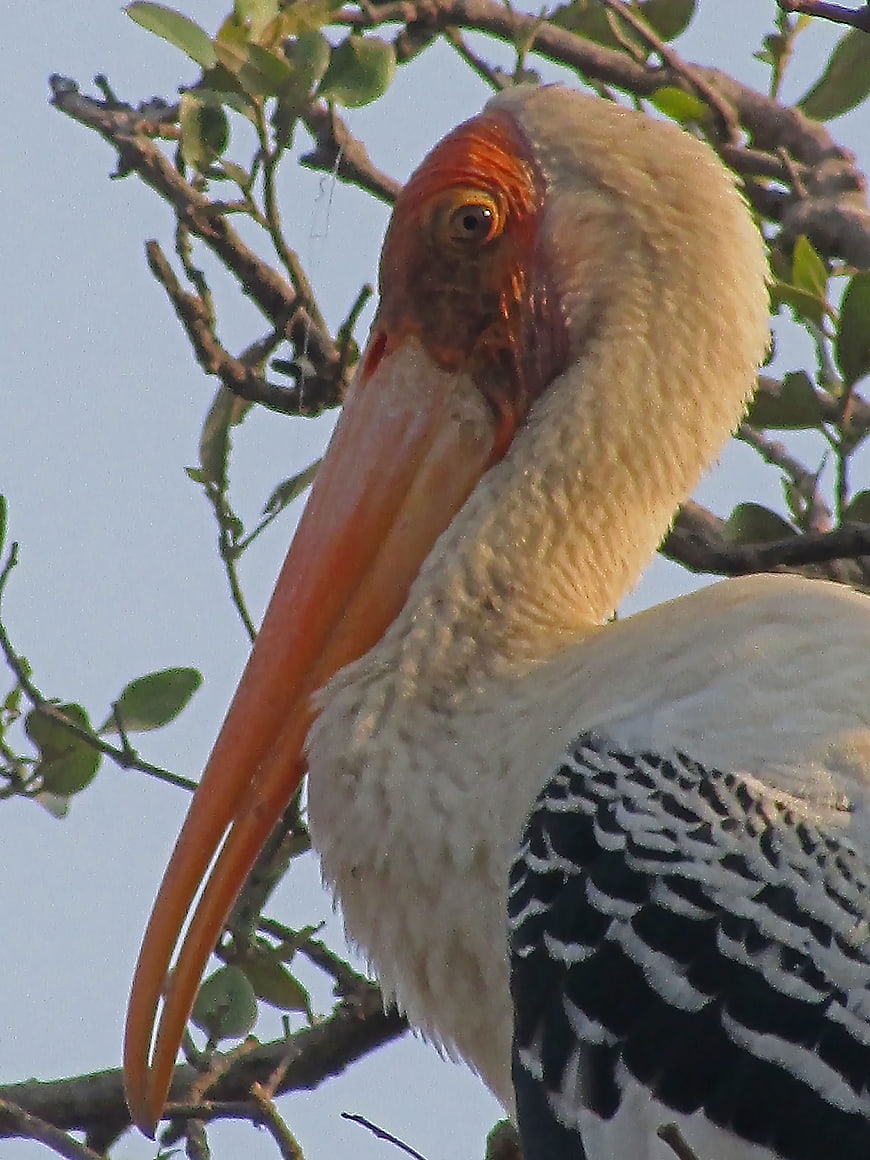 Close-up portrait of a Painted Stork in a tree