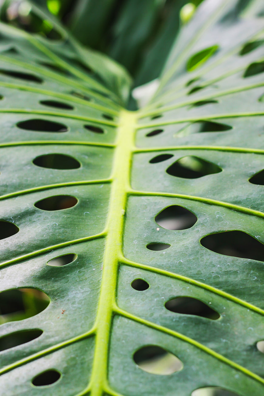Close-up of Monstera Leaf Texture with Natural Holes