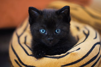 Cute Black Kitten With Blue Eyes In Tiger Print Bed