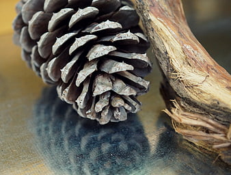 Close-up of pinecone and driftwood on reflective surface