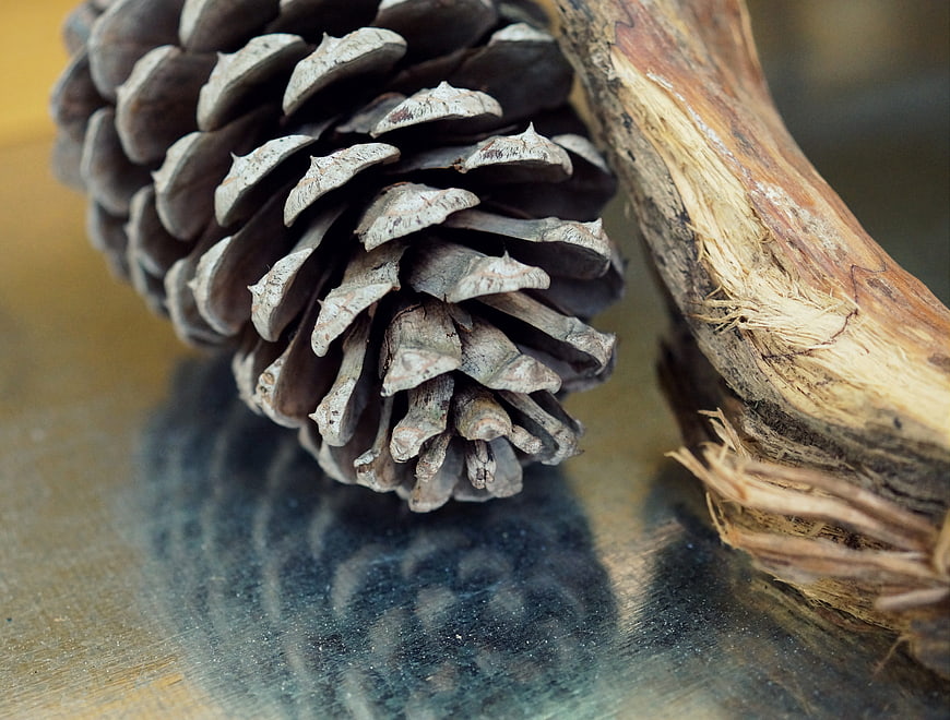 Close-up of pinecone and driftwood on reflective surface