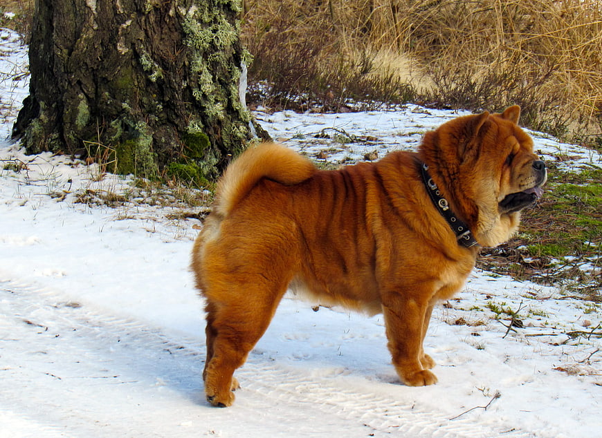 Red Chow Chow Dog Standing in Snowy Winter Forest