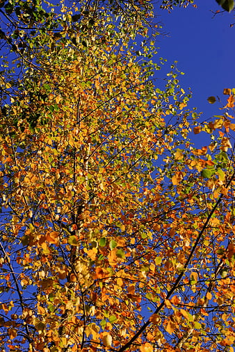 Low angle view of birch tree with yellow autumn leaves against blue sky