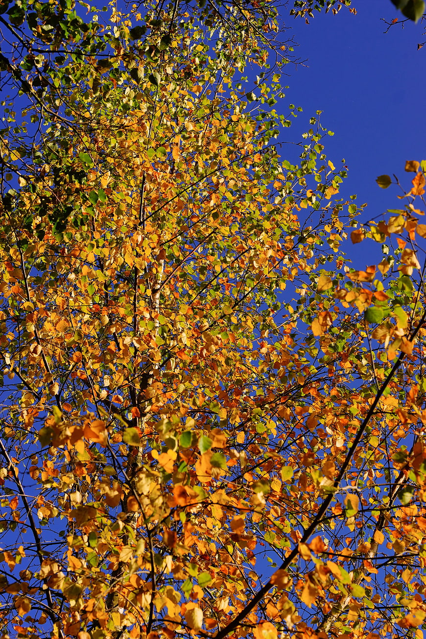 Low angle view of birch tree with yellow autumn leaves against blue sky