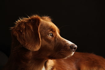 Studio Portrait of a Red Nova Scotia Duck Tolling Retriever