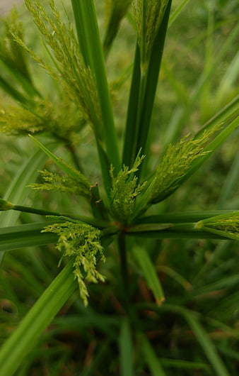 Close-up of green sedge plant with seed heads
