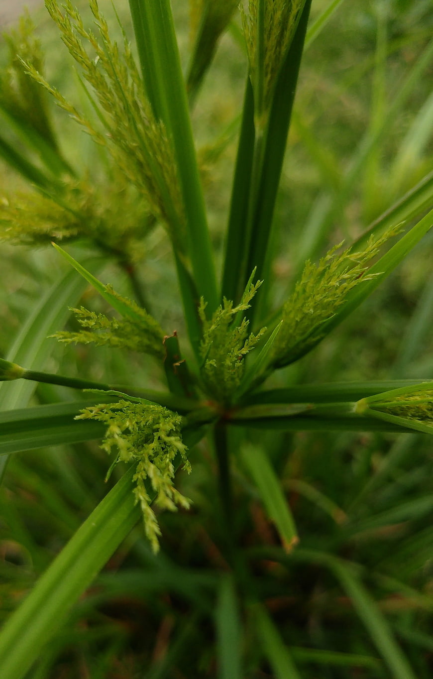 Close-up of green sedge plant with seed heads