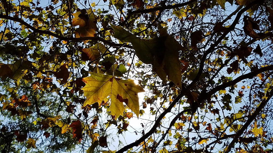Sunlit autumn leaves against blue sky