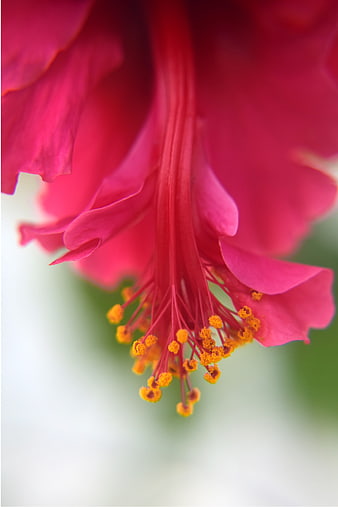 Close-up of vibrant pink hibiscus flower with yellow stamen