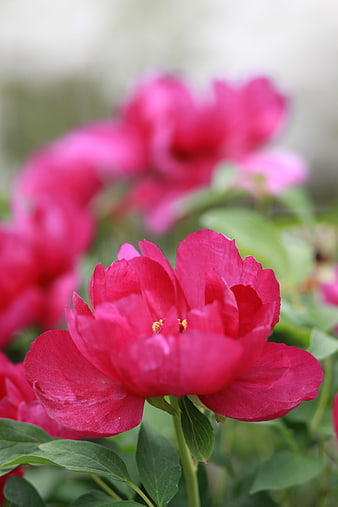 Vibrant Pink Peony Flower Close-Up with Green Leaves