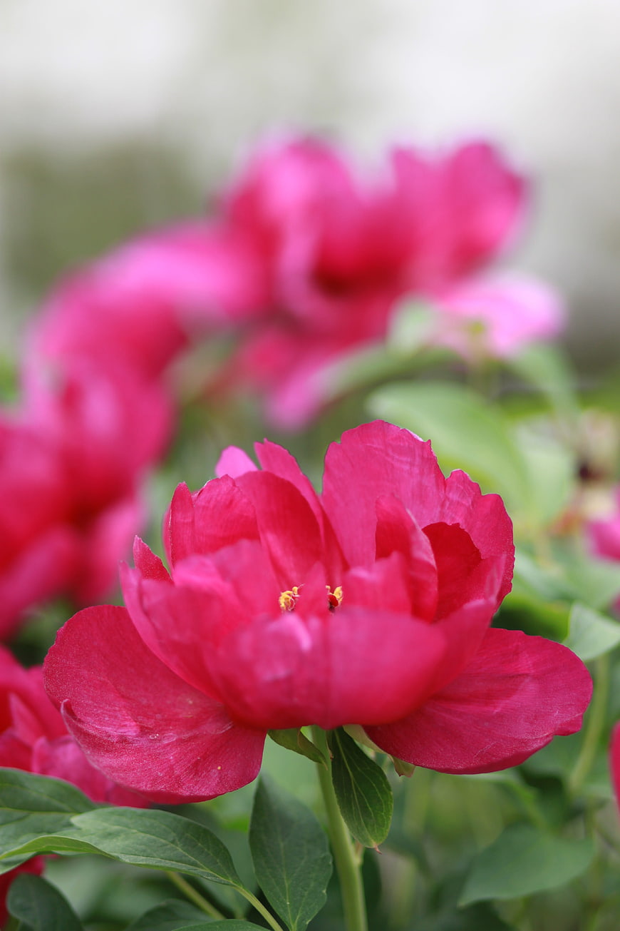 Vibrant Pink Peony Flower Close-Up with Green Leaves