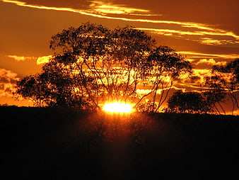Golden sunset with silhouetted trees and dramatic clouds in the outback