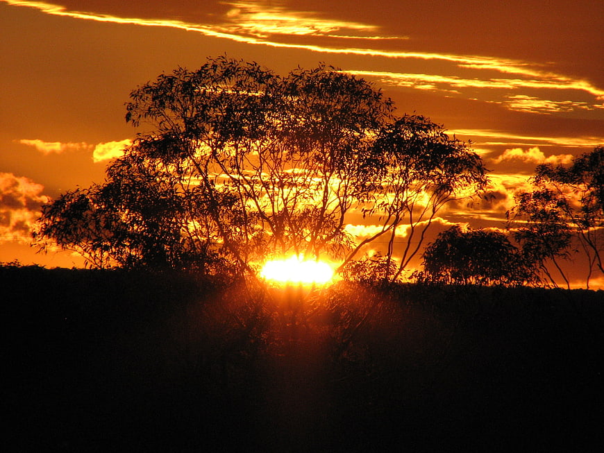 Golden sunset with silhouetted trees and dramatic clouds in the outback