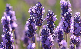 Close-up of blooming purple lavender flowers in a sunny field