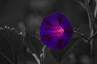 Vibrant purple morning glory flower against black and white background
