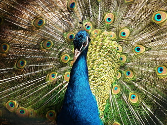 Vibrant Peacock Displaying Iridescent Feathers Closeup