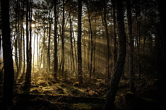 Sunbeams streaming through misty pine forest trees