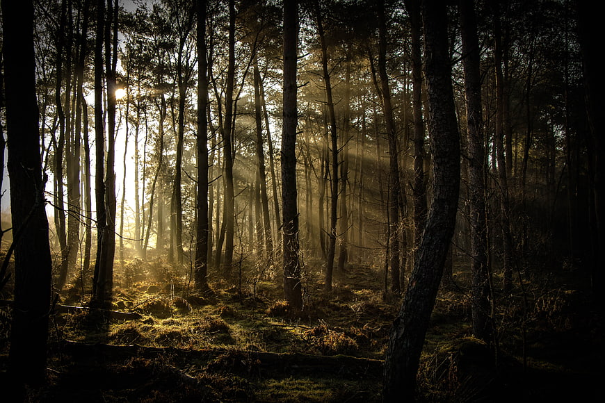 Sunbeams streaming through misty pine forest trees