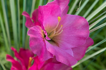 Close-up of vibrant pink gladiolus flower with green grass background