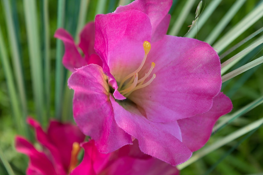Close-up of vibrant pink gladiolus flower with green grass background