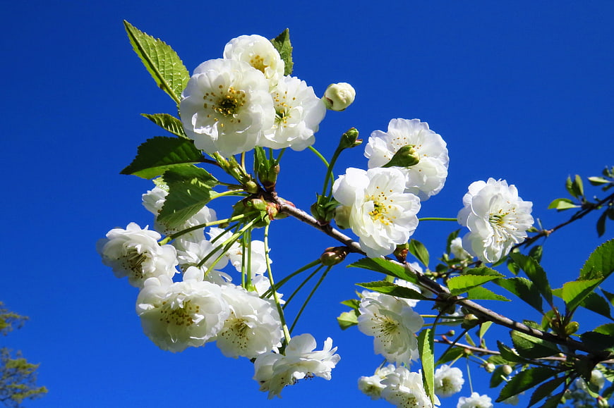 White Cherry Blossoms on Branch Against Blue Sky