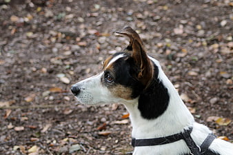 Profile of a Tricolor Jack Russell Terrier in Autumn