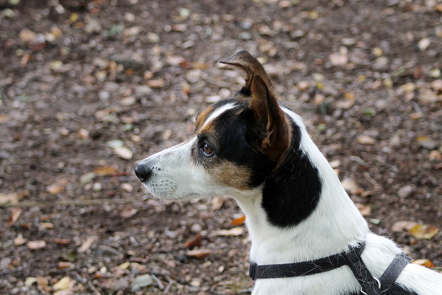 Profile of a Tricolor Jack Russell Terrier in Autumn