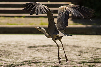 Grey Heron Taking Flight Over Sparkling Water