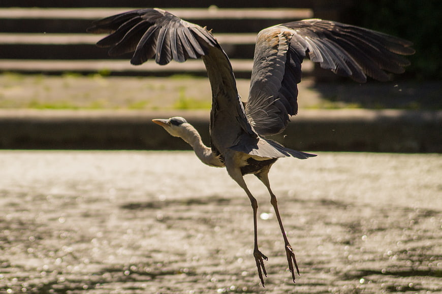 Grey Heron Taking Flight Over Sparkling Water