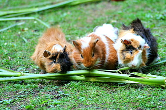 Three guinea pigs eating green stalks on grass