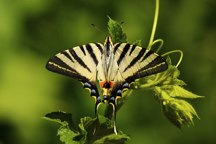 Close-up of Eastern Tiger Swallowtail Butterfly on Green Leaf