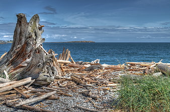 Weathered driftwood and tree stump on a rocky beach