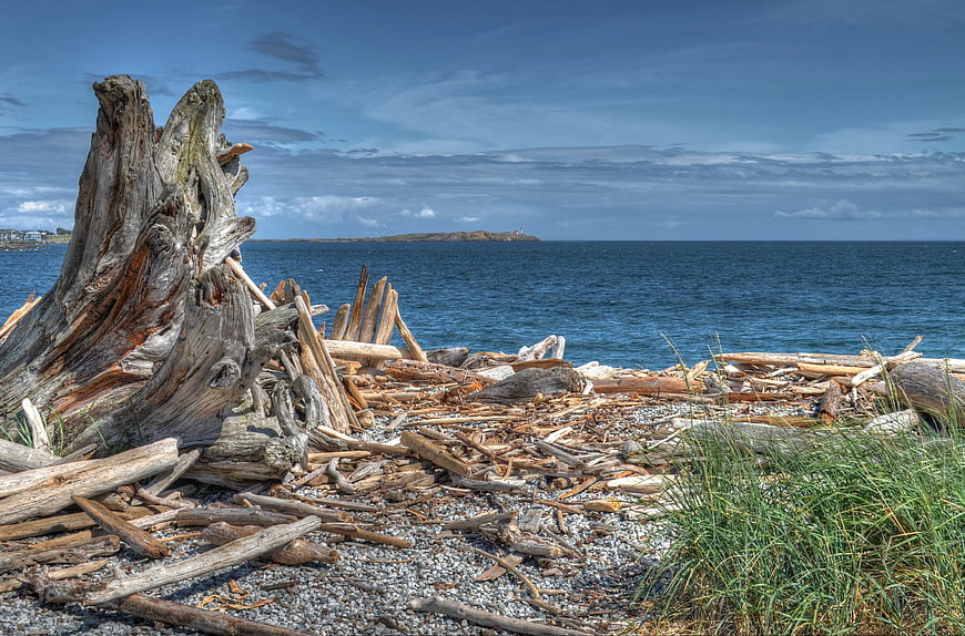 Weathered driftwood and tree stump on a rocky beach