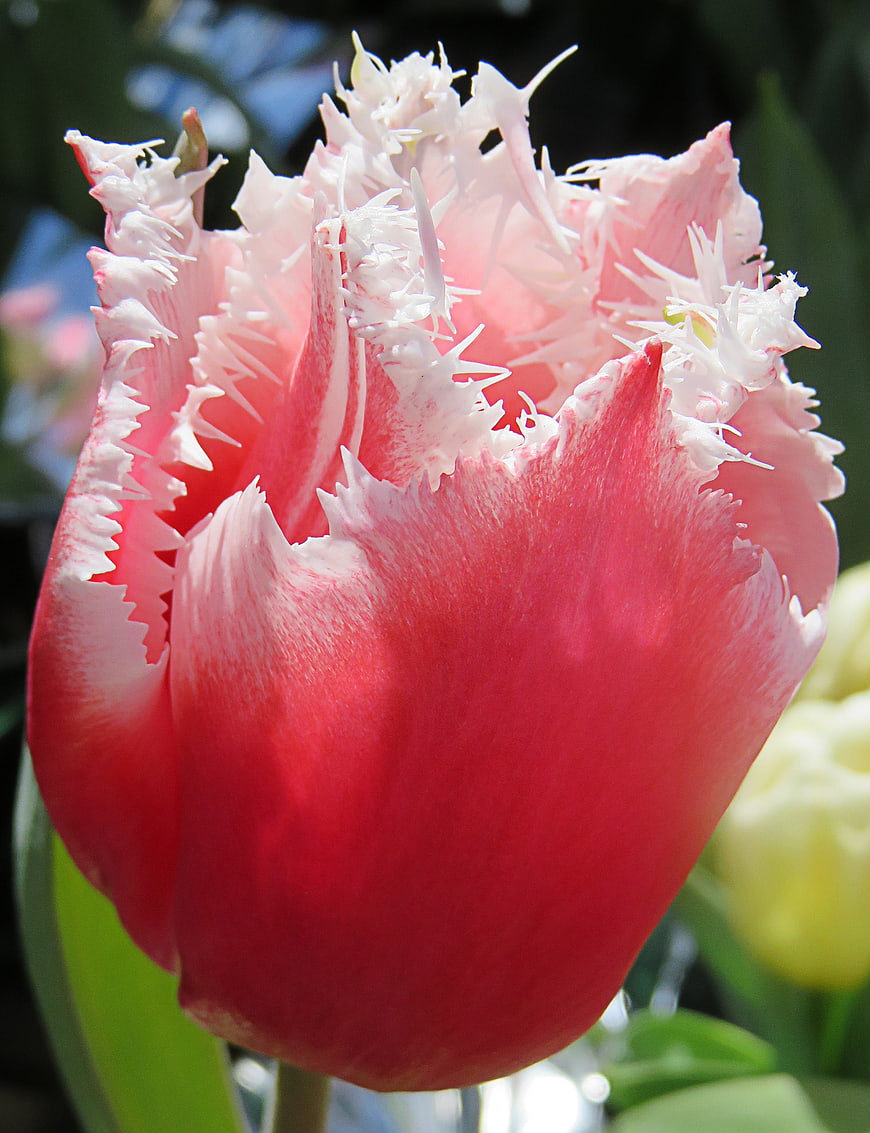 Close-up of a pink and white fringed tulip flower