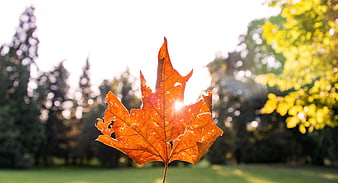 Sunlit orange maple leaf against blurred autumn park background