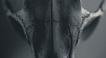 Close-up of a dark animal skull with textured bone details