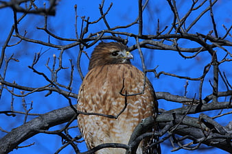 Red-shouldered Hawk Perched on Bare Branches Against Blue Sky