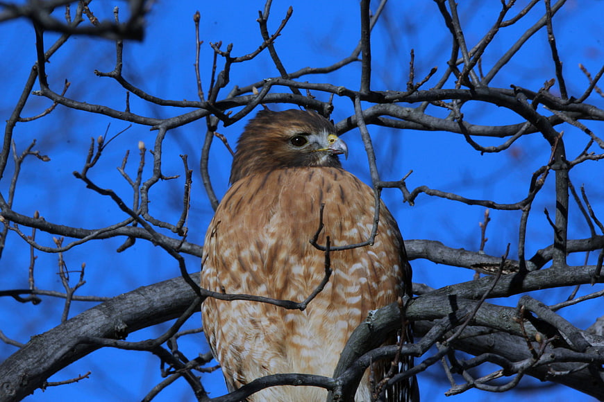 Red-shouldered Hawk Perched on Bare Branches Against Blue Sky