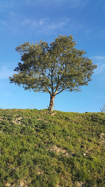 Lone Tree on Grassy Hill Against Blue Sky