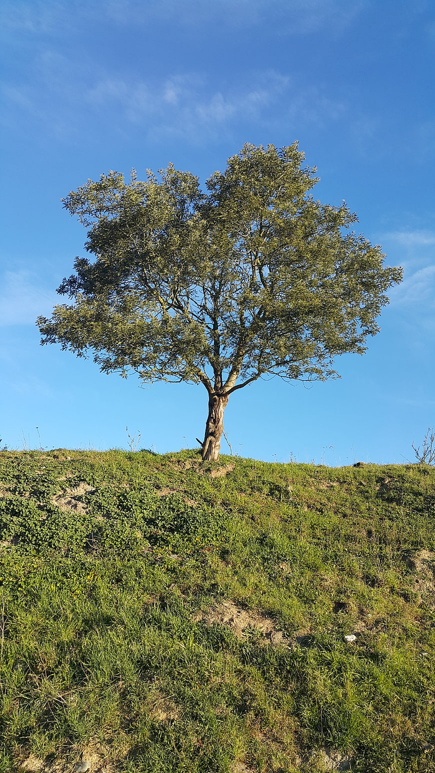 Lone Tree on Grassy Hill Against Blue Sky