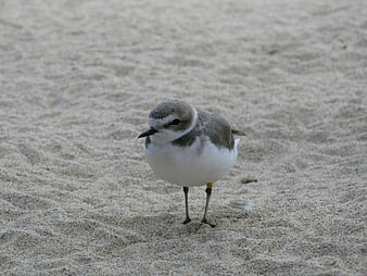 Small Sandpiper Bird Standing on Sandy Beach