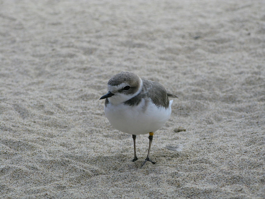Small Sandpiper Bird Standing on Sandy Beach