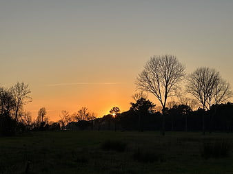Silhouetted Trees Against Golden Sunset Sky