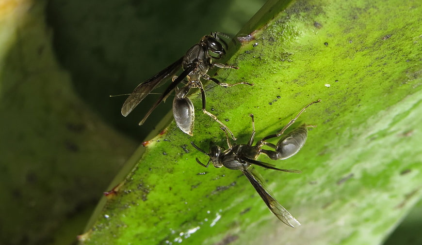 Close-up of two black wasps on a green leaf